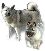 Norwegian Elkhound Dog & Puppy