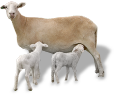 Katahdin Sheep and Lambs